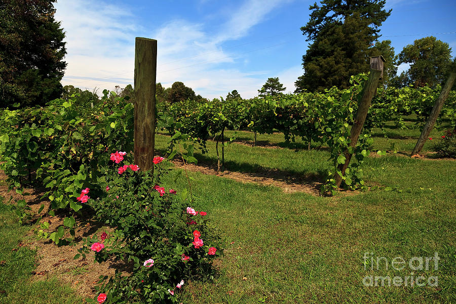 Grapevines in North Carolina in the Yadkin Valley Area Photograph by Jill Lang