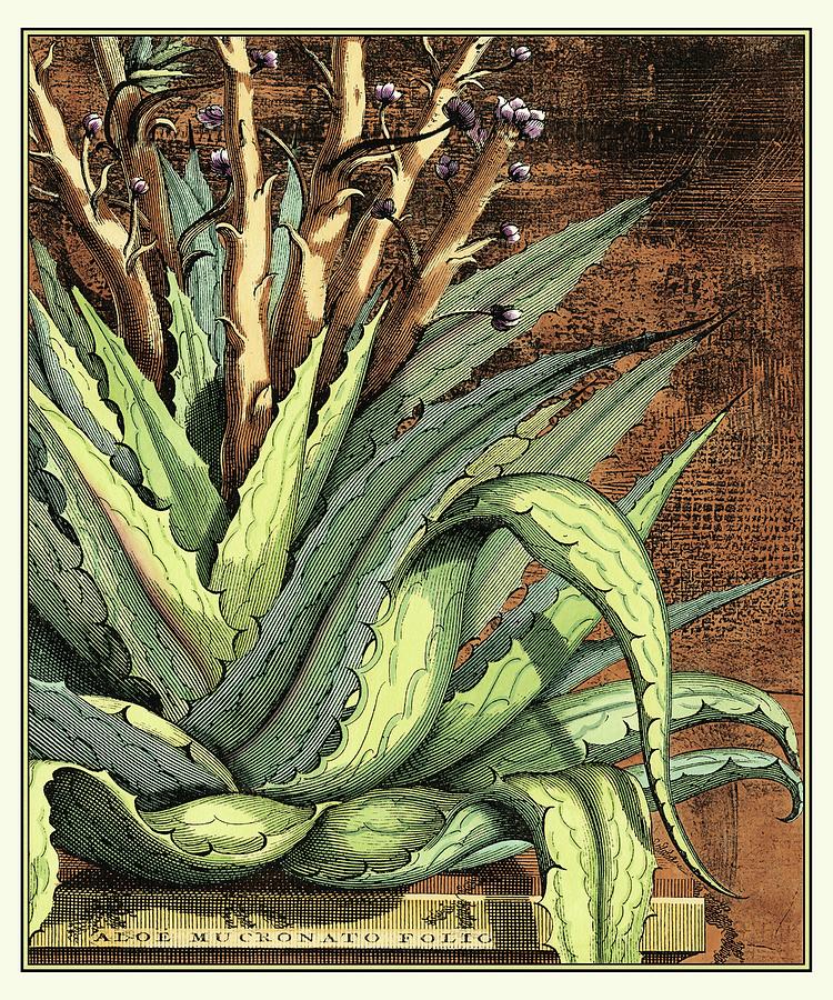 Botanical Painting - Graphic Aloe I by Vision Studio