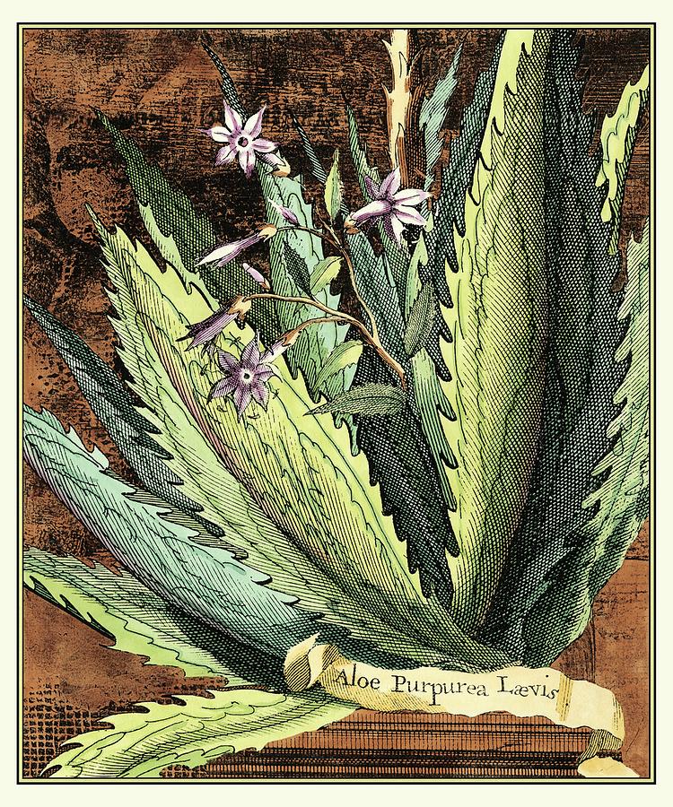Botanical Painting - Graphic Aloe II by Vision Studio