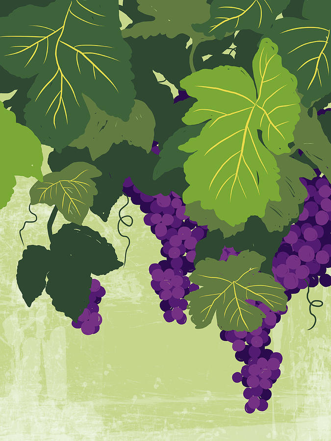 Graphic Illustration Of Wine Grapes On By Don Bishop