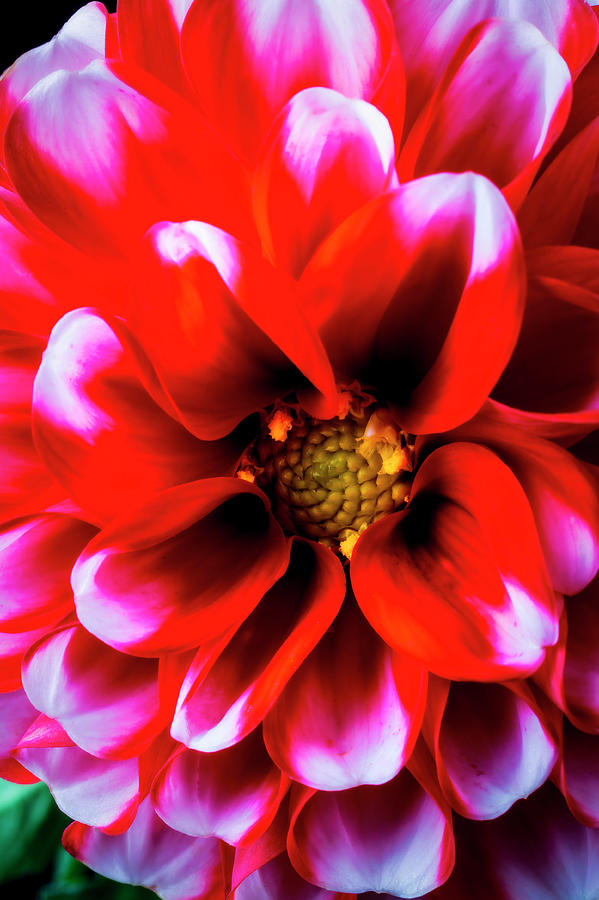Graphic Red White Dahlia Photograph by Garry Gay