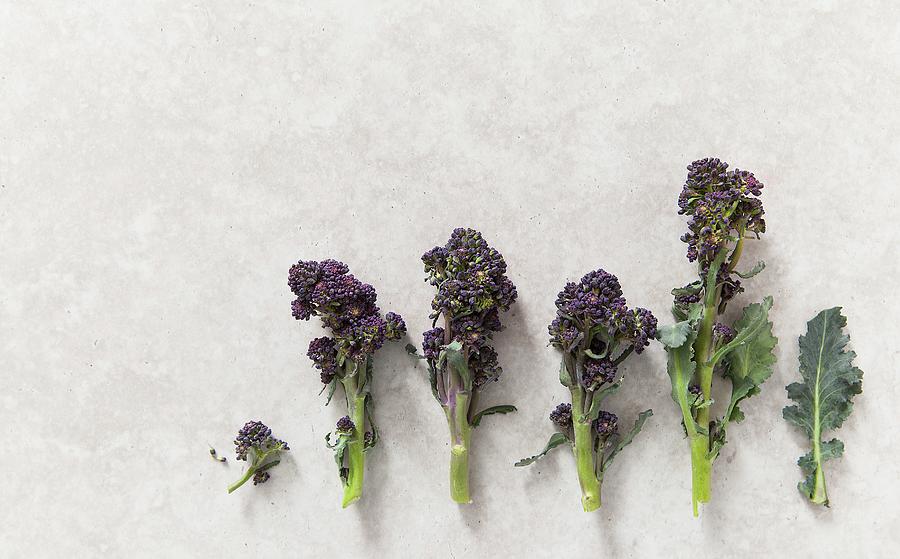 Graphic Shot Of Florets Of Purple Sprouting Broccoli On Stone Background Photograph by Stacy Grant