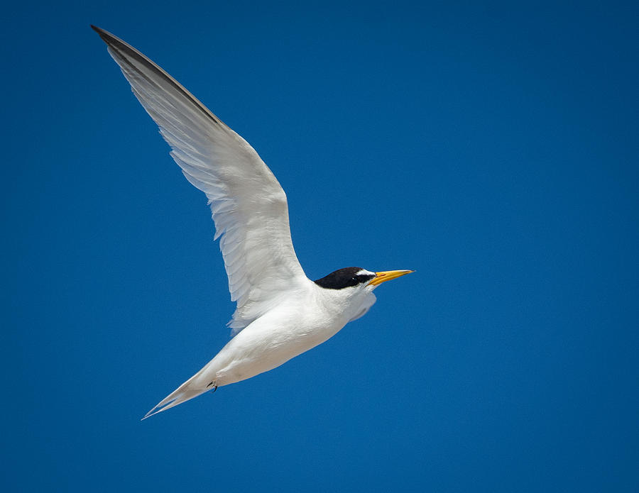 Graphic Tern Photograph by Linda Bonaccorsi
