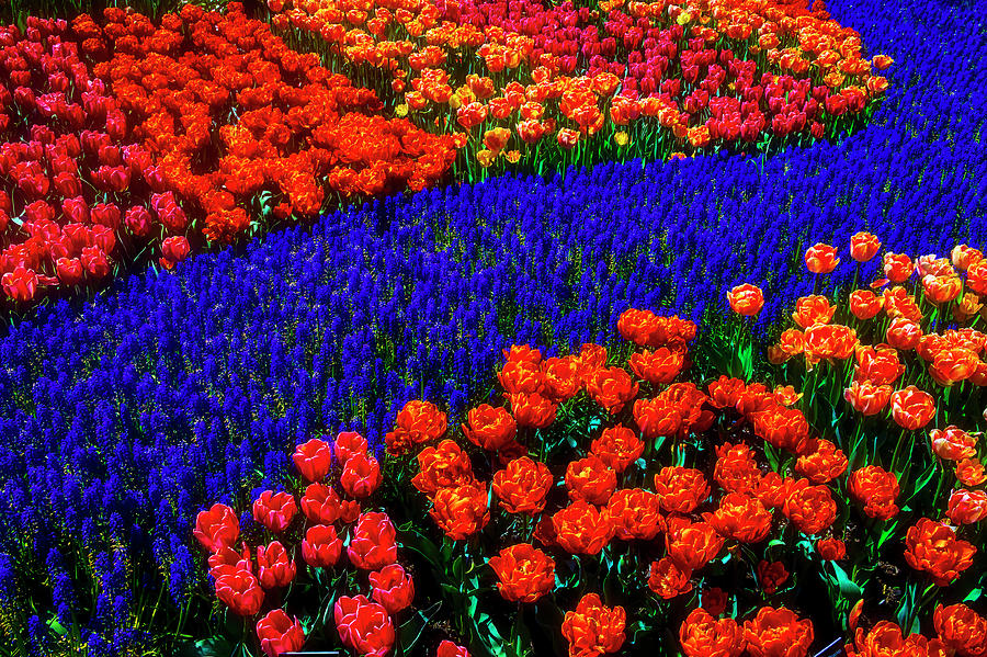 Graphic Tulips Spring Garden Photograph by Garry Gay