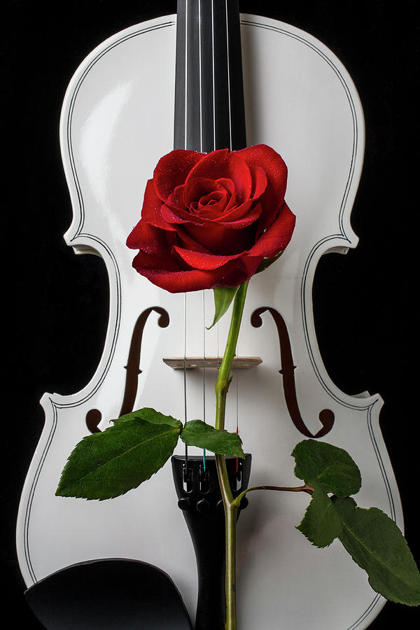 Graphic White Violin And Red Rose Photograph by Garry Gay