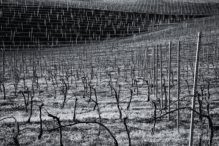 Wine Photograph - Graphics Of Vineyard by Primo Kouh