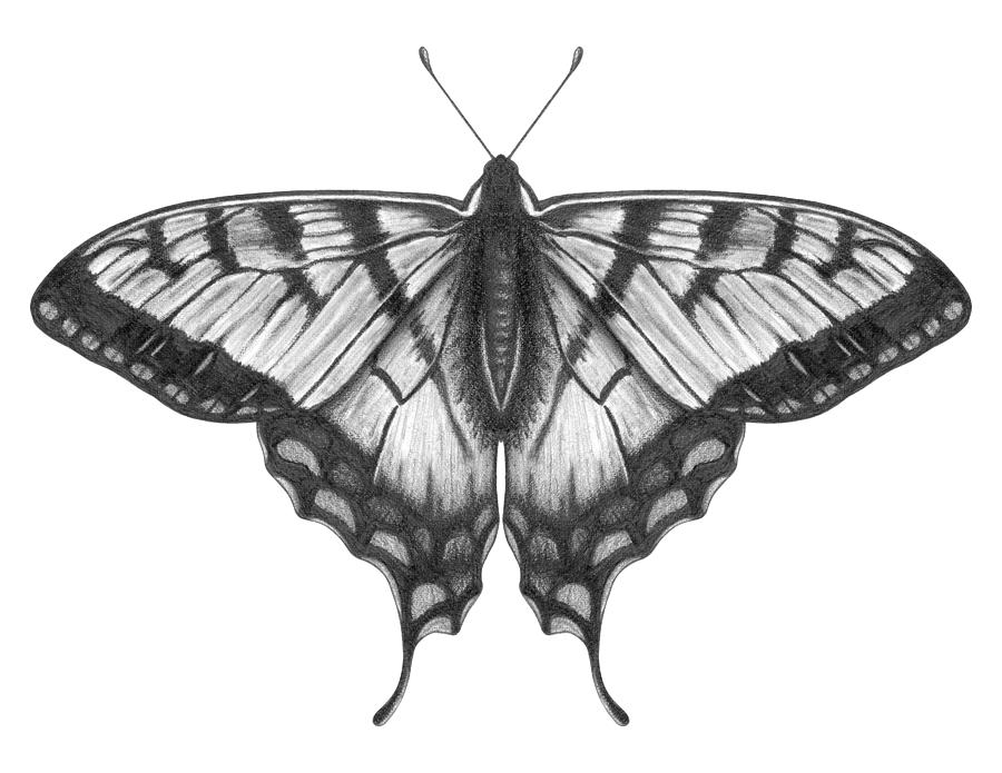 Graphite Illustration Of A Beautiful by Ranplett