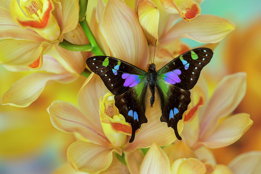 Cymbidium Photograph - Graphium Weiski Butterfly On Large by Darrell Gulin