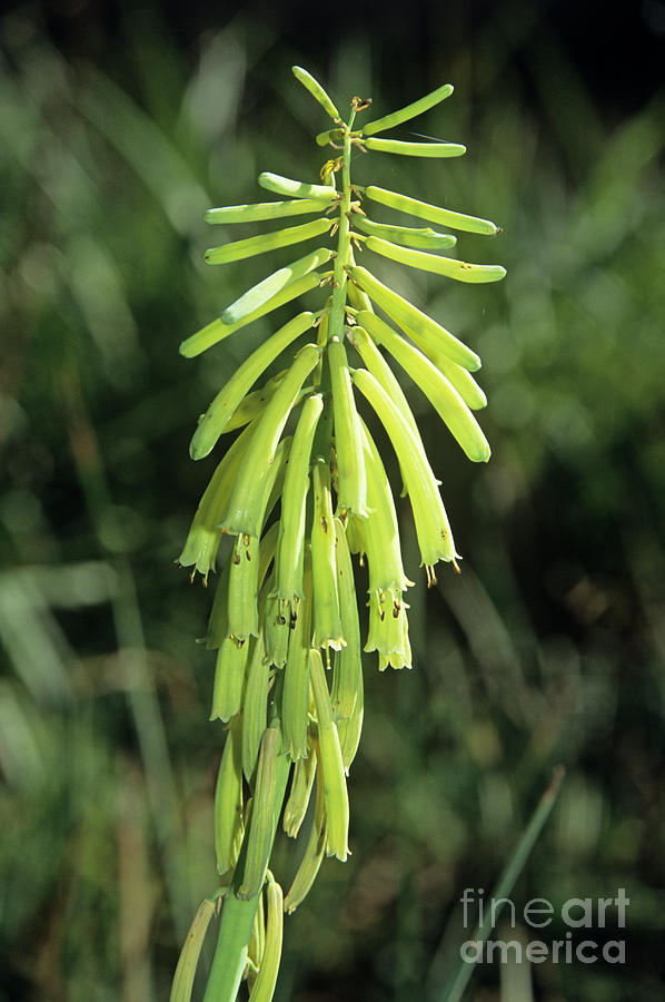 Grass Aloe Flowers Photograph by Peter Chadwick/science Photo Library ...