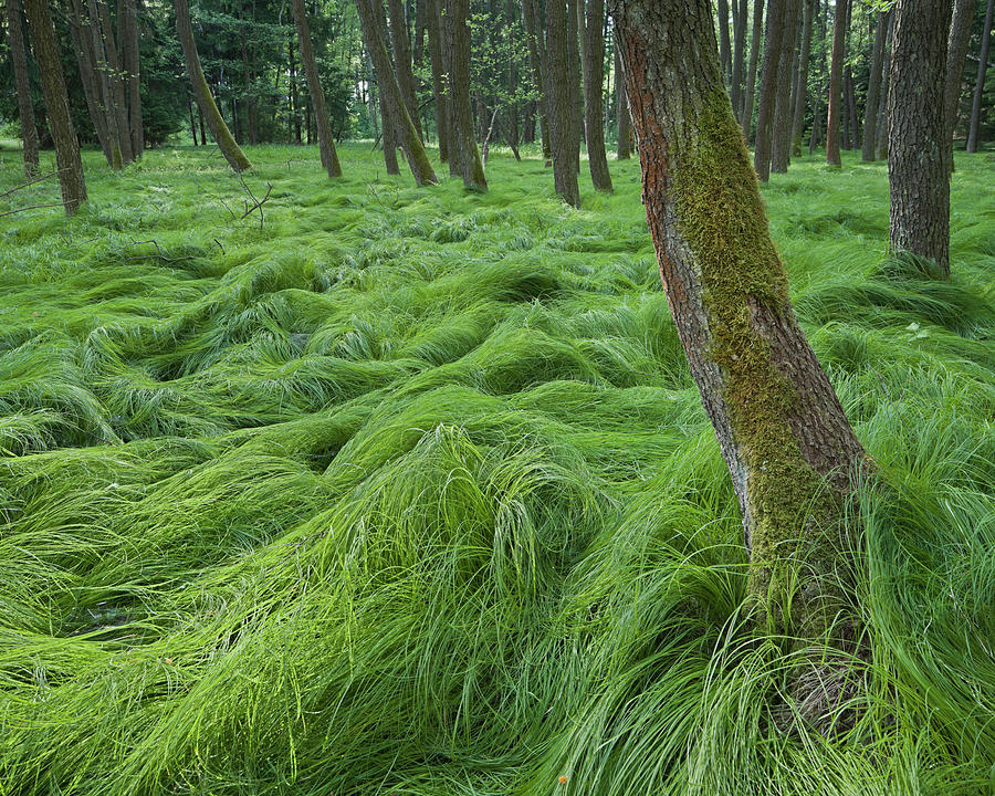 Grass Amidst Trees, Natural Park Blockheide Eibenstein, Gmuend, Lower Austria, Austria, Europe Photograph by Rainer Mirau