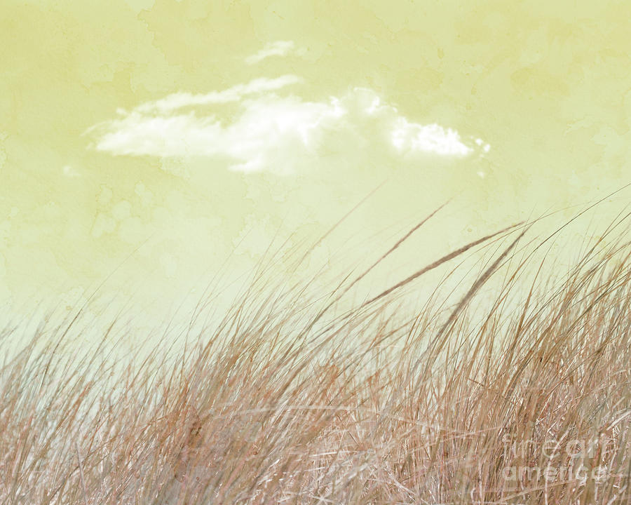 Grass and Sky 2 Photograph by Hal Halli