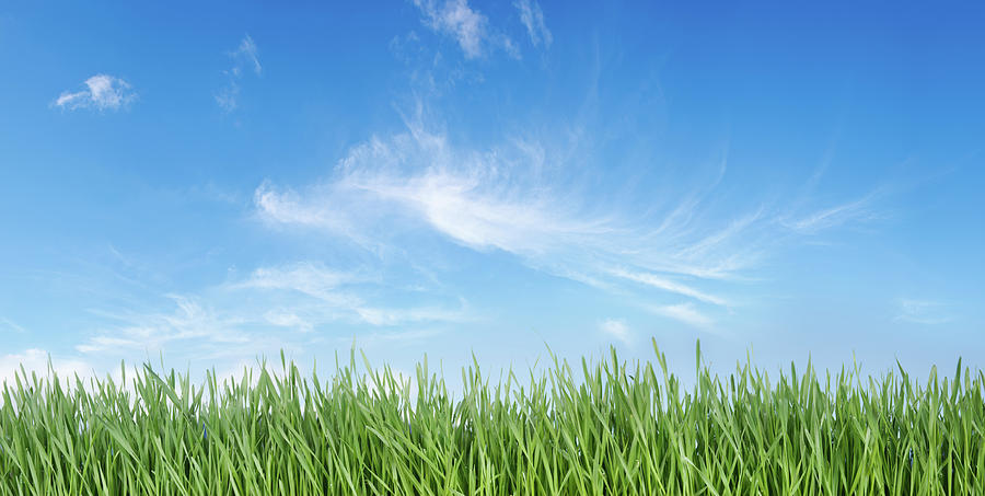 Grass And Sky Photograph by Turnervisual