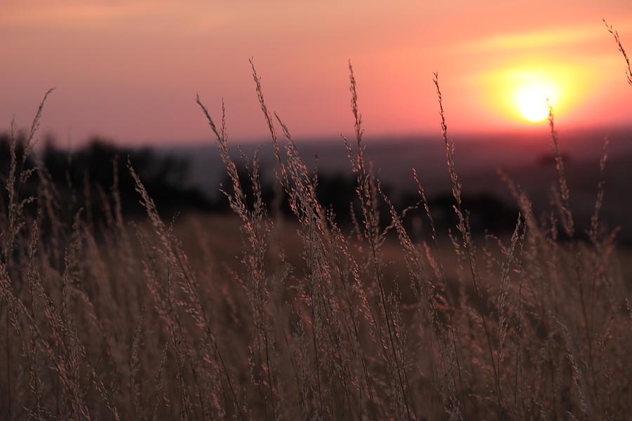 Grass and sunset Photograph by Jean Evans