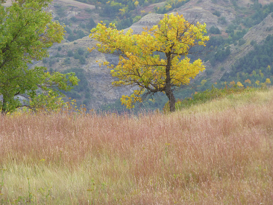 Grass and Tree Reverie Photograph by Cris Fulton