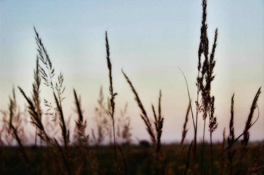 Grass at Sunset Photograph by Mary Pille | Fine Art America