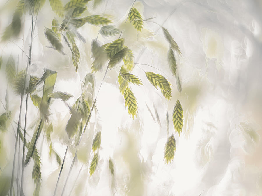 Grass Photograph - Grass Blades by Nel Talen