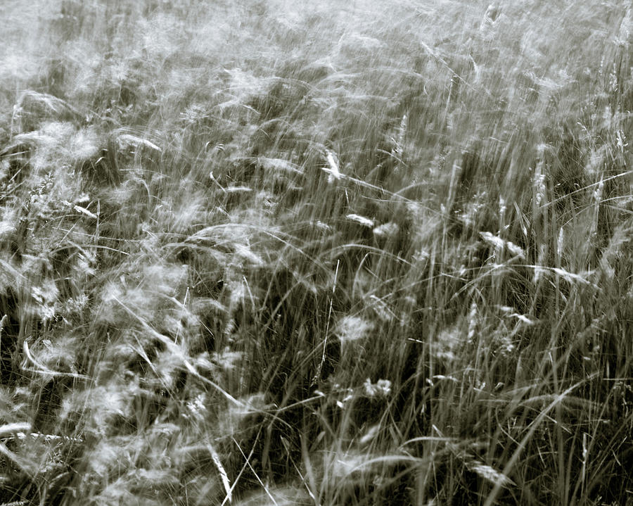Black And White Photograph - Grass Blowing by Image By Rob Funffinger