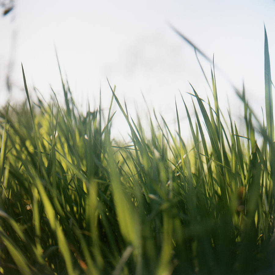Grass Photograph by Charles Gullung