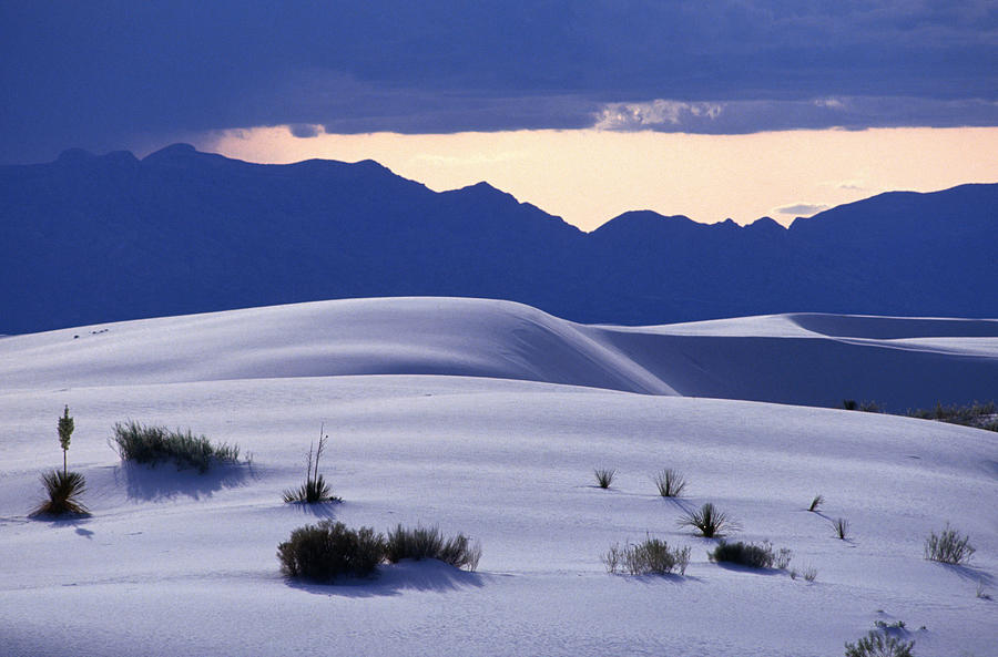 Grass Clumps On Sand Dunes, White Sands Photograph by John Elk Iii