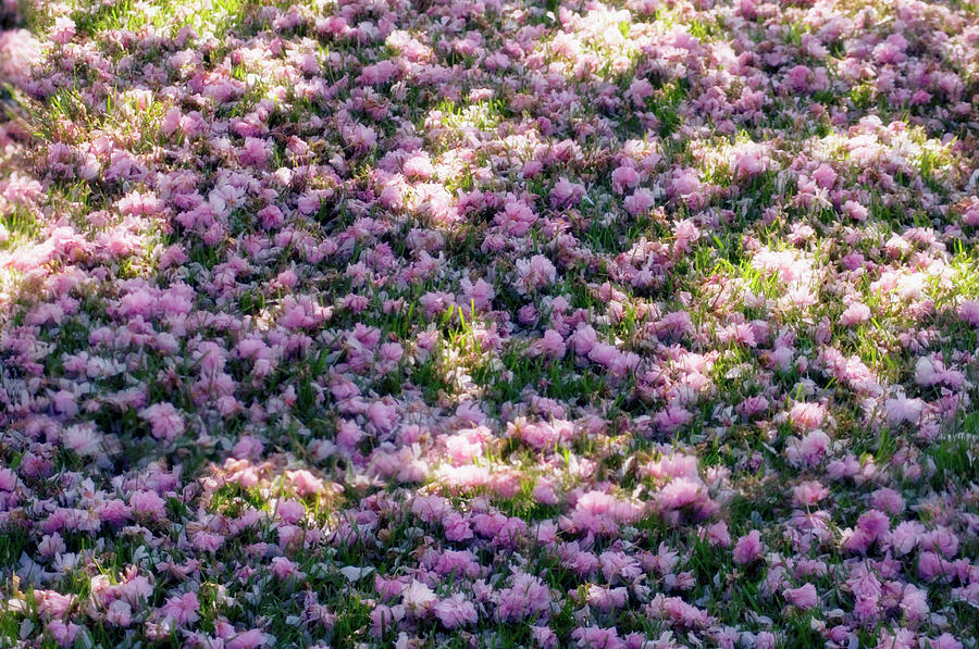 Grass Covered With Flower Petals Photograph by Maria Mosolova