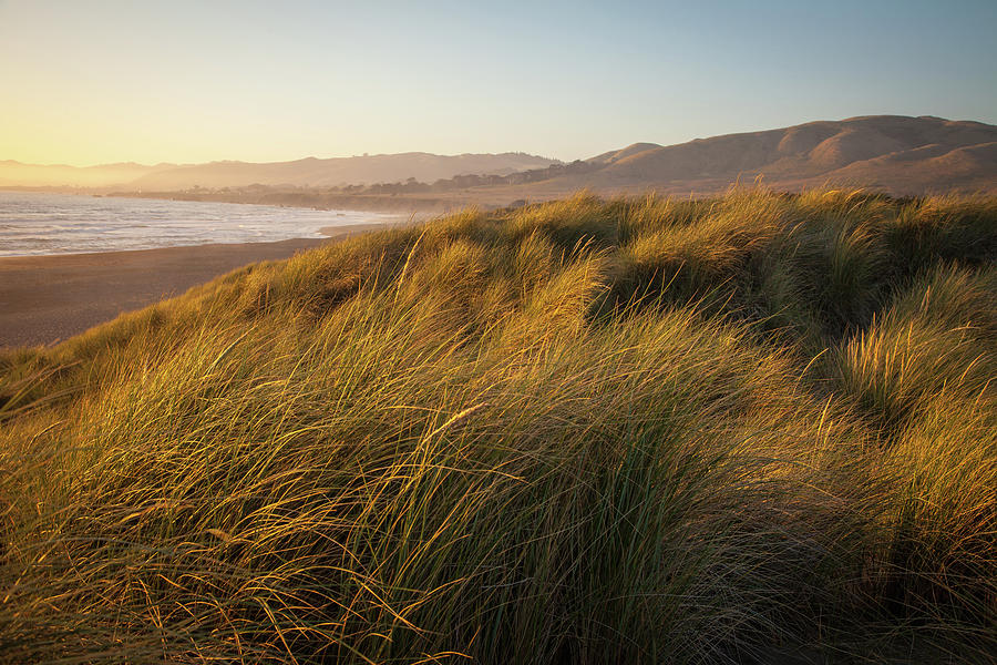 Grass Covering Dunes By The Beach Photograph by Karen Desjardin