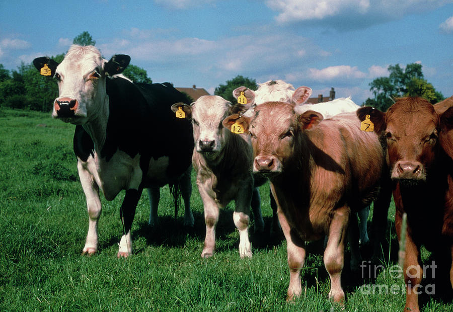Grass-fed Herd Of Cows Free Of Bse Photograph by John Howard/science Photo Library