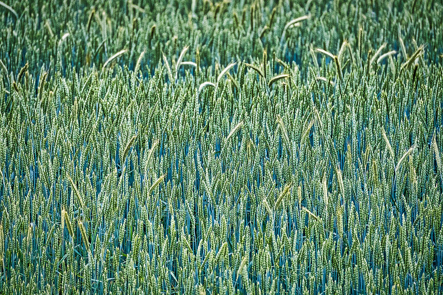 Grass Field - Romania Photograph by Stuart Litoff