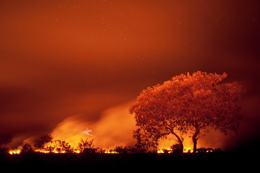 Danger Photograph - Grass Fire At Night In Pantanal by Bence Mate / Naturepl.com