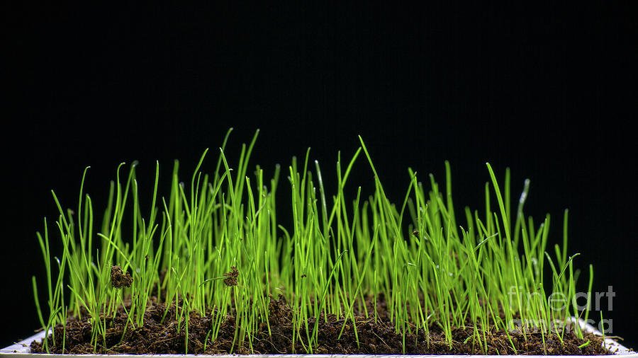 Grass Growing In Pot Photograph by Wladimir Bulgar/science Photo Library