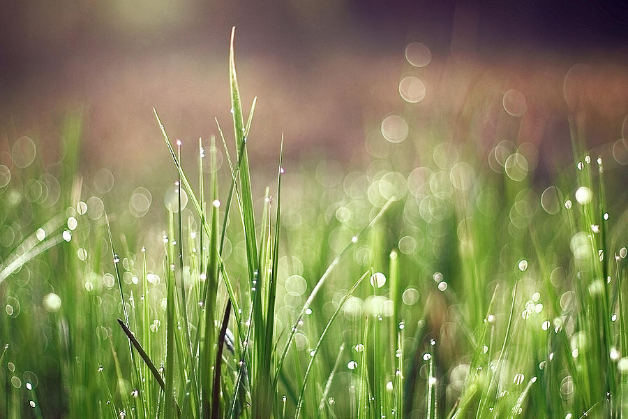 Grass In Morning Dew Photograph by Janusz Ziob Fine Art America