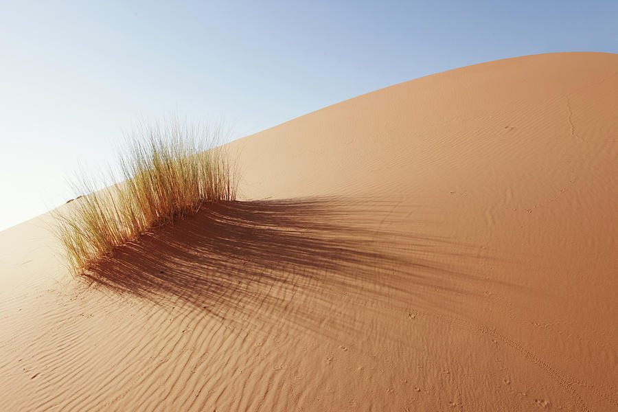 Grass In Sahara Desert, Merzouga Photograph by Tunart