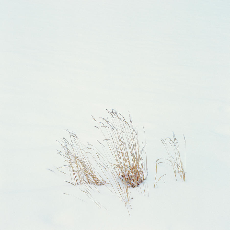 Grass In Snow Field Photograph by Micha Pawlitzki