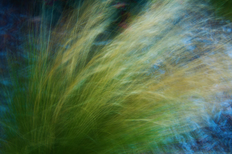 Green Tall Grass in the Wind Photograph by Yulia Kazansky Green Tall Grass in the Wind Photograph by Yulia Kazansky