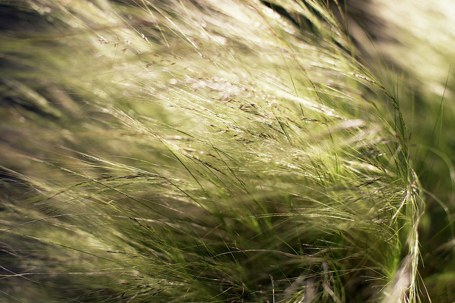 Grass In Wind Photograph by Olga Melhiser Photography