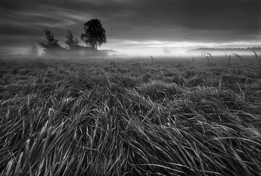 Grass... Photograph by Krzysztof Browko