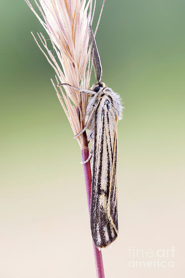 Grass Moth Photograph by Ozgur Kerem Bulur/science Photo Library