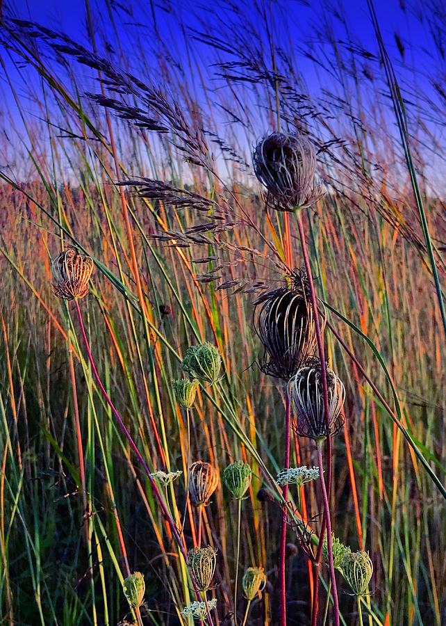 Grass of Many Colors Photograph by Jack Wilson