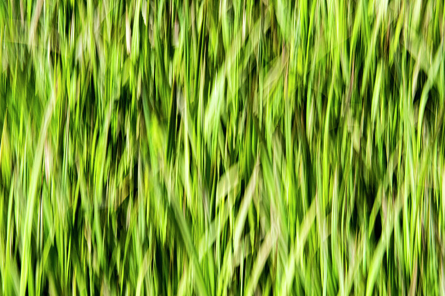 Grass Pattern 1 Photograph by Kathy Paynter