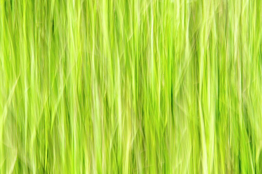 Grass Pattern 2 Photograph by Kathy Paynter