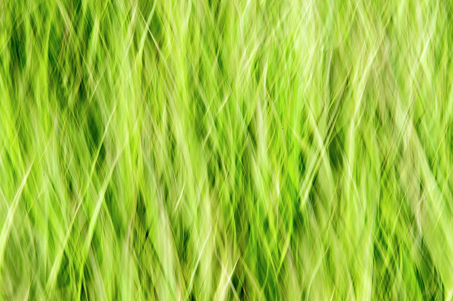 Grass Pattern 3 Photograph by Kathy Paynter