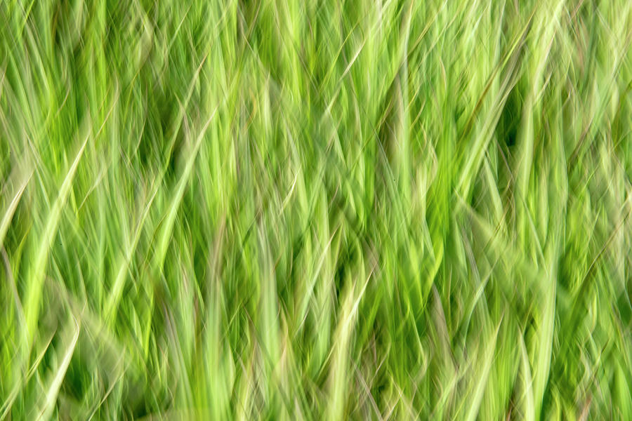 Grass Pattern 4 Photograph by Kathy Paynter