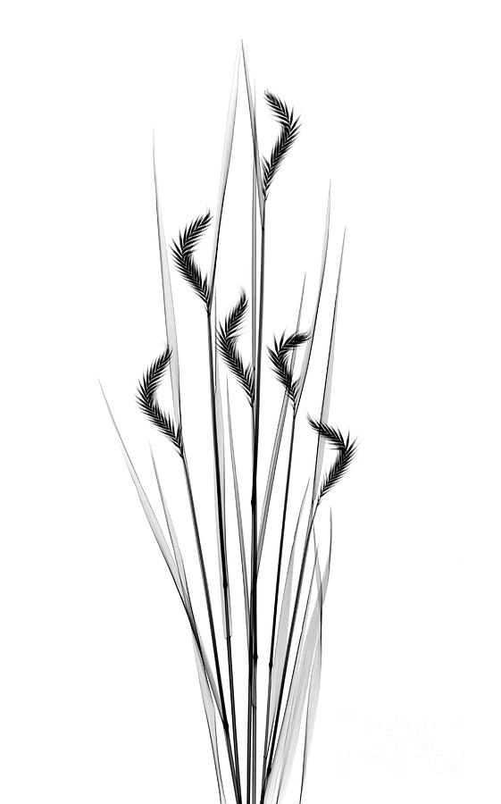 Grass Plants Photograph by Albert Koetsier X-ray/science Photo Library