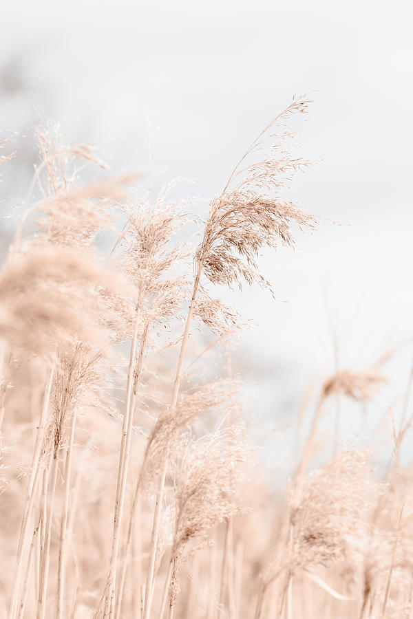 Grass Reed And Sky_1 Photograph by 1x Studio Iii Grass Reed And Sky_1 Photograph by 1x Studio Iii