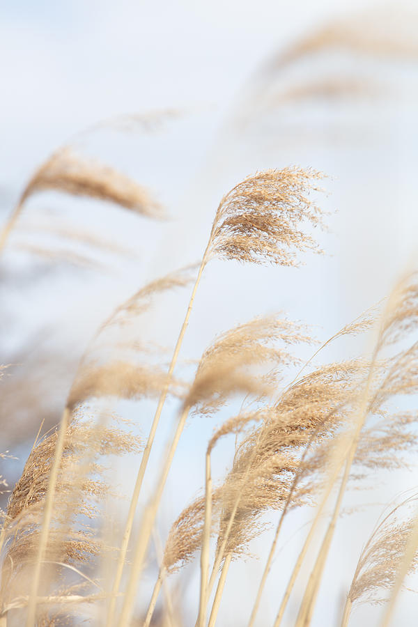 Grass Reed And Sky_2 Photograph by 1x Studio Iii