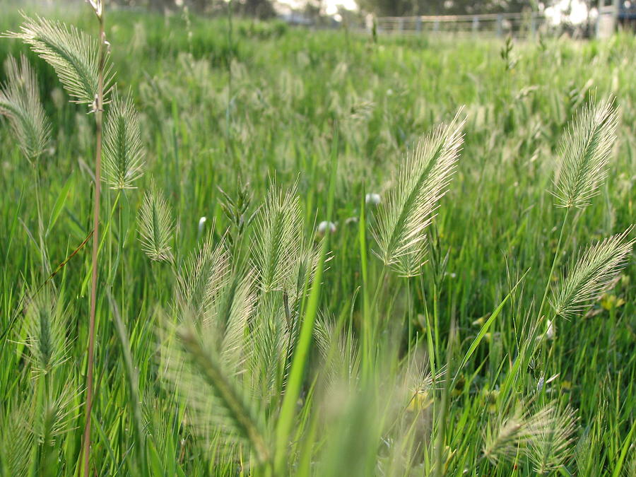 Grass Seeds The Paddock Photograph by Joan Stratton