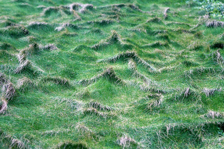 Grass Shapes Photograph by Fabrizio Cacciatore