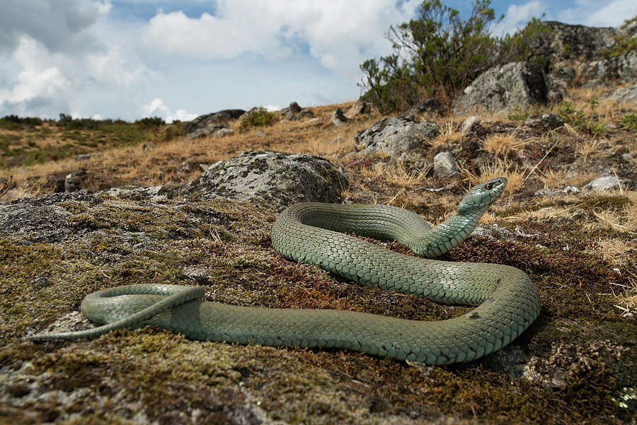 Grass Snake Alvao, Portugal Photograph by Luis Quinta / Naturepl.com ...