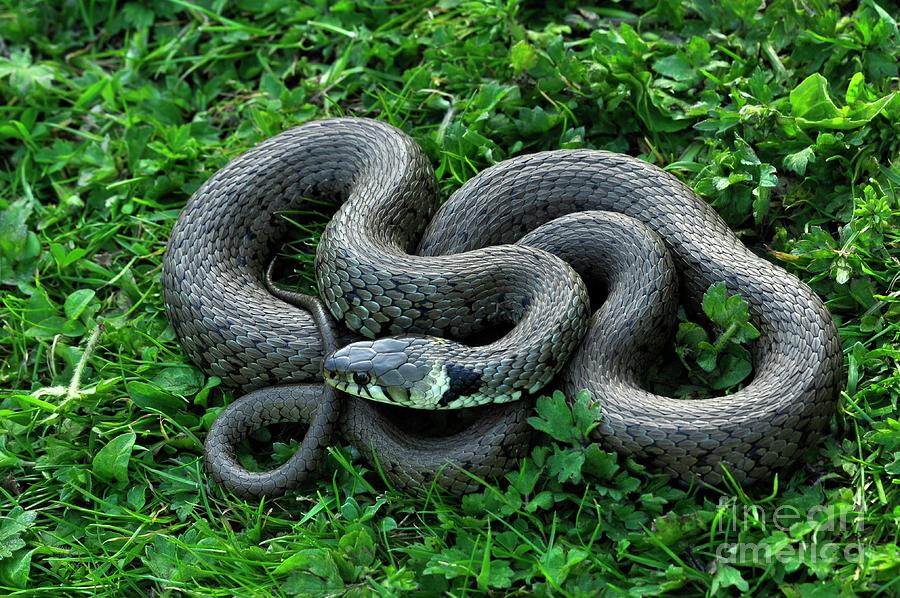 Grass Snake Photograph by Colin Varndell/science Photo Library