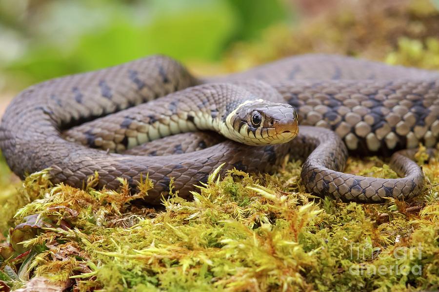 Nature Photograph - Grass Snake by Heath Mcdonald/science Photo Library