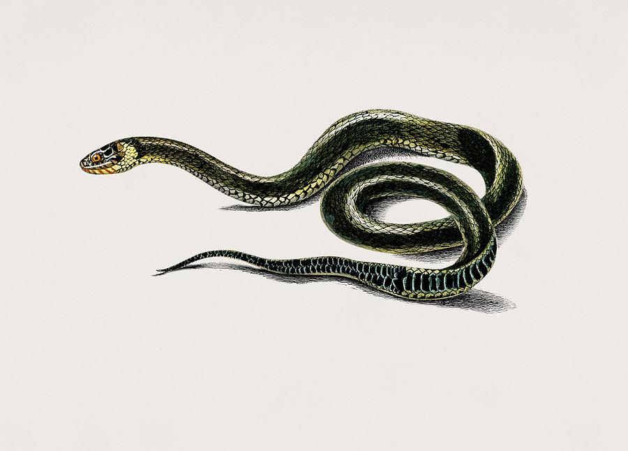 Snake Painting - Grass Snake  Tropidonote a Collier  illustrated by Charles Dessalines D Orbigny  1806 1876  by Celestial Images
